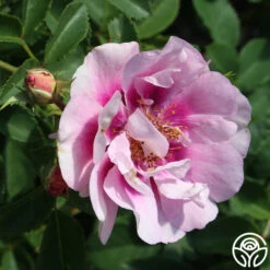 Easy On The Eyes™ -Heirloom Roses easy on the eyes 3 1