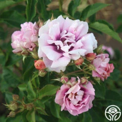 Easy On The Eyes™ -Heirloom Roses easy on the eyes 5