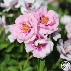 Easy On The Eyes™ -Heirloom Roses easy on the eyes 6