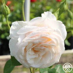 Easy Spirit™ -Heirloom Roses easy spirit 1