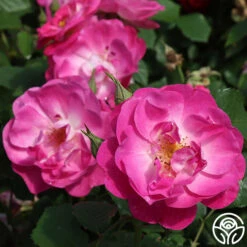 Easy To Please™ -Heirloom Roses easy to please 2 5