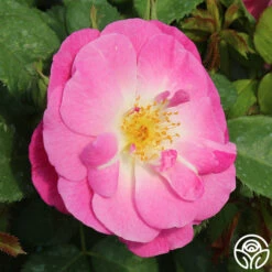 Easy To Please™ -Heirloom Roses easy to please 4 1