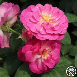 Easy To Please™ -Heirloom Roses easy to please 6