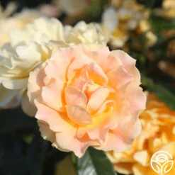 Easy Going™ -Heirloom Roses easy going 12