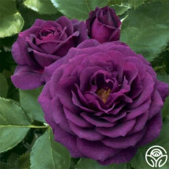 Ebb Tide™ -Heirloom Roses ebb tide 14