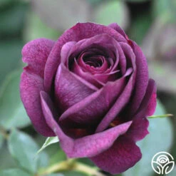 Ebb Tide™ -Heirloom Roses ebb tide 16