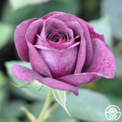 Ebb Tide™ -Heirloom Roses ebb tide 2 8