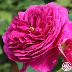 Ebb Tide™ -Heirloom Roses ebb tide 44