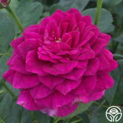 Ebb Tide™ -Heirloom Roses ebb tide 8