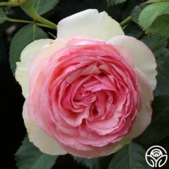 Eden Climber® -Heirloom Roses eden 11