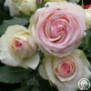 Eden Climber® -Heirloom Roses eden 1 1
