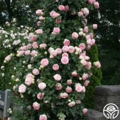 Eden Climber® -Heirloom Roses eden 2 1