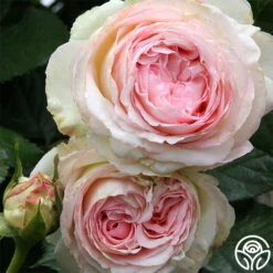 New Release -Heirloom Roses eden 3 1