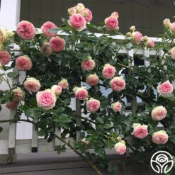 Eden Climber® -Heirloom Roses eden 4 1