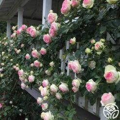 Eden Climber® -Heirloom Roses eden 5