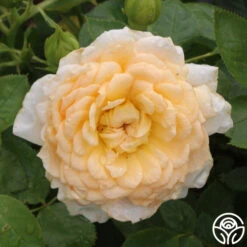 Edith's Darling™ 17 Edith's Darling™ -Heirloom Roses edith darling 4 1