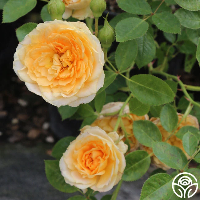 Edith's Darling™ 11 Edith's Darling™ - Image 9