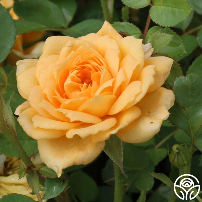 Edith's Darling™ 12 Edith's Darling™ - Image 10