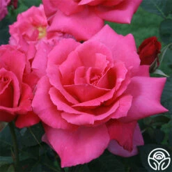 Electron® -Heirloom Roses electron 1 1