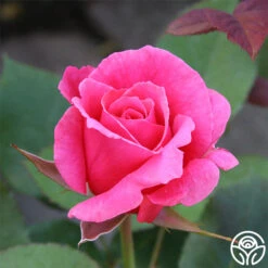 Electron® -Heirloom Roses electron 2 9