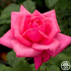 Electron® -Heirloom Roses electron 4 2