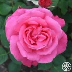 Electron® -Heirloom Roses electron 6