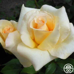 Elegant Beauty -Heirloom Roses elegant beauty 1 8