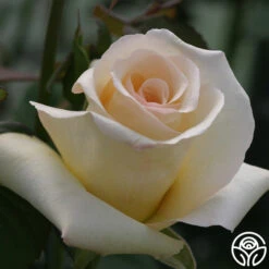 Elegant Beauty -Heirloom Roses elegant beauty 5