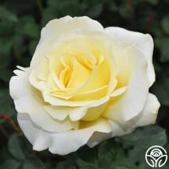 Elina® -Heirloom Roses elina 1 8