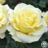 Elina® -Heirloom Roses elina 2 9