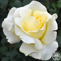 Elina® -Heirloom Roses elina 3 8