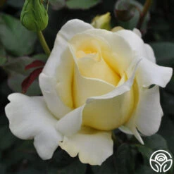Elina® -Heirloom Roses elina 7