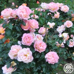 Elle® -Heirloom Roses elle 15