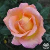 Elle® -Heirloom Roses elle 2 8