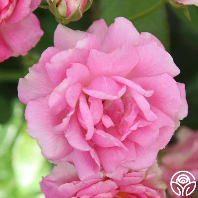 Ellen Poulsen 4 Ellen Poulsen - Image 2