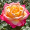 Enchanted Peace™ -Heirloom Roses enchanted peace 1 1