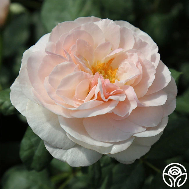 English Miss 5 English Miss - Image 3