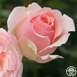 English Sachet™ 7 English Sachet™ -Heirloom Roses english sachet 2 8