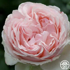 English Sachet™ 6 English Sachet™ -Heirloom Roses english sachet 3 8