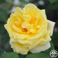 Eternal Flame™ -Heirloom Roses eternal flame 2 1 1