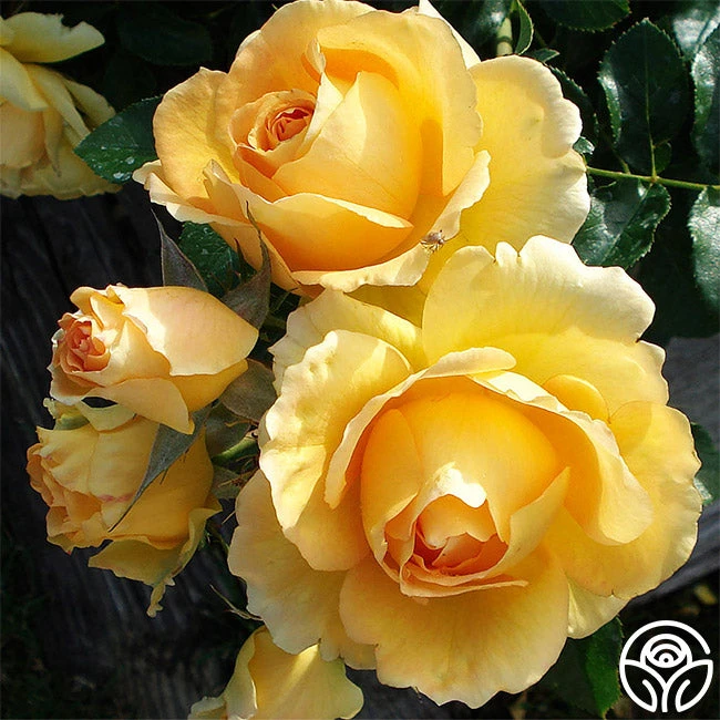 Eureka™ 4 Eureka™ - Image 2