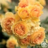 Eureka™ -Heirloom Roses eureka 2 5