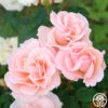 Everest Double Fragrance™ -Heirloom Roses everest double fragrance 11