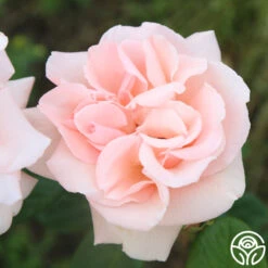 Everest Double Fragrance™ -Heirloom Roses everest double fragrance 12