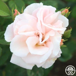 Everest Double Fragrance™ -Heirloom Roses everest double fragrance 13