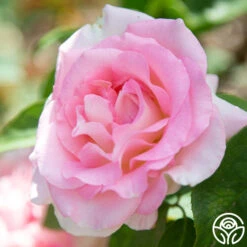 Falling In Love™ 14 Falling In Love™ -Heirloom Roses falling in love 116