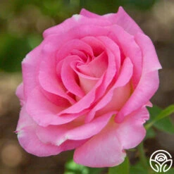 Falling In Love™ 12 Falling In Love™ -Heirloom Roses falling in love 15