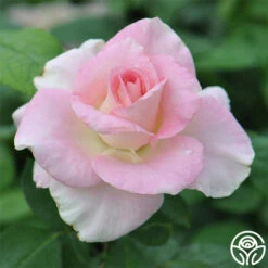 Falling In Love™ 17 Falling In Love™ -Heirloom Roses falling in love 2