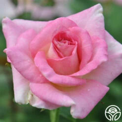 Falling In Love™ 15 Falling In Love™ -Heirloom Roses falling in love 5 1