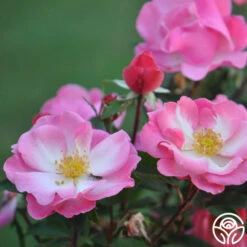 Fashion Statement™ -Heirloom Roses fashion statement 2 8